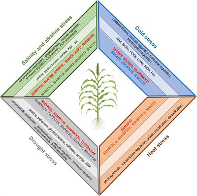 Frontiers | Current Advances In The Molecular Regulation Of Abiotic ...